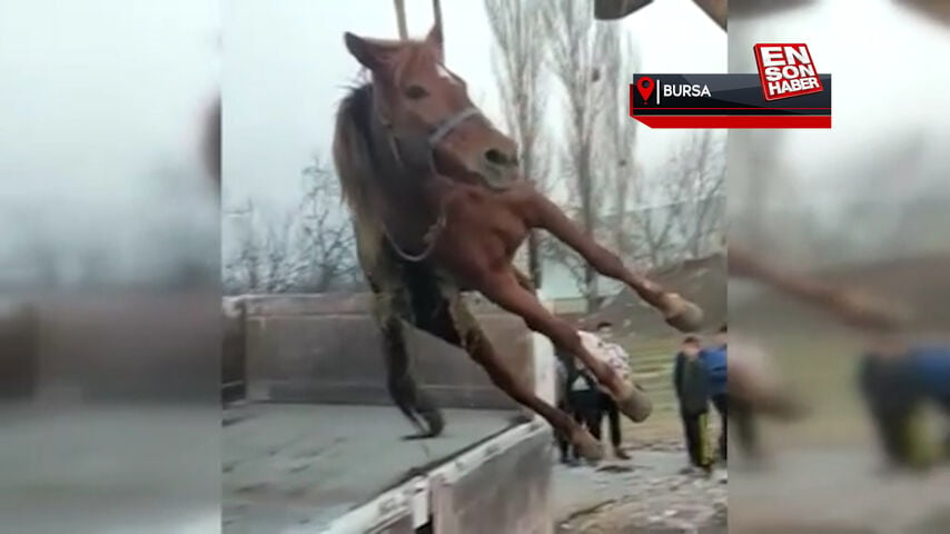 Bursa’da araç çarpan atı yaşatmak için zamanla yarıştılar