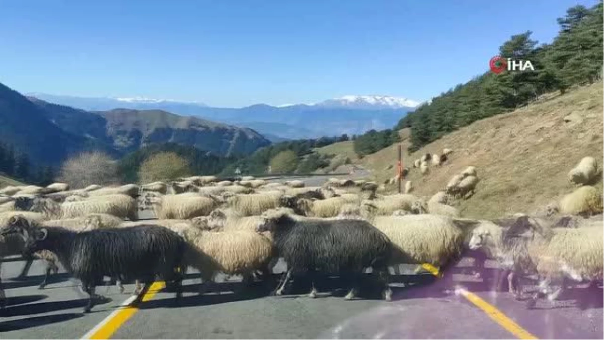 Koyun sürüsü karayolunu trafiğe kapattı