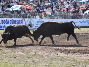 Artvin’de 8. Kafkasör Boğa Güreşleri Türkiye Şampiyonası Düzenlendi