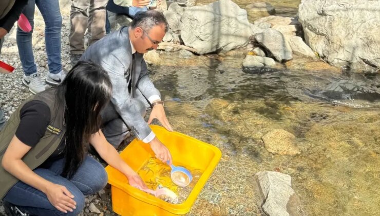 Artvin’de Hatila Vadisi’ne 4 Bin Yavru Alabalık Bırakıldı