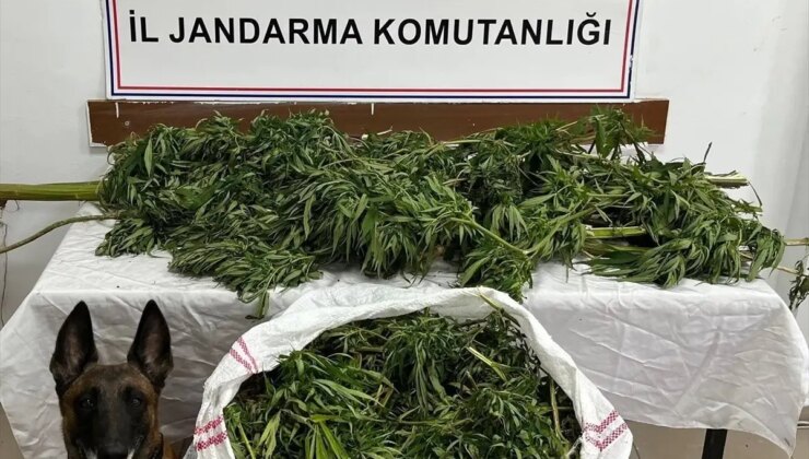 Artvin’de 15,5 Kilogram Esrar Ele Geçirildi, 1 Tutuklama