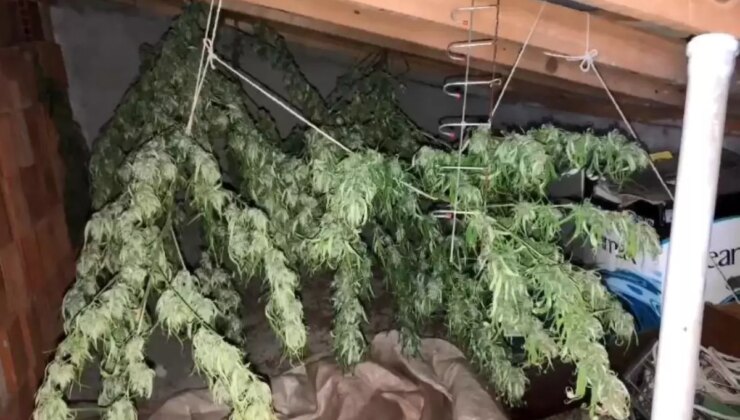 Artvin’de Jandarmadan Uyuşturucu Operasyonu: 8 Kilo Esrar ve Kenevir Ele Geçirildi