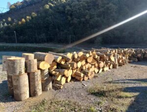 Artvin’de Kaçak Ağaç Bölümü İle İlgili Gözaltı