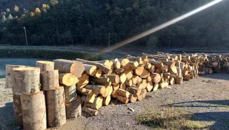 Artvin’de Kaçak Ağaç Bölümü İle İlgili Gözaltı