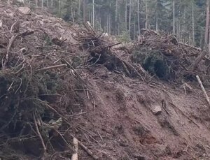 Artvin’de Turizm Dönemi Sonrası Ağaç Kısmı Telaşı
