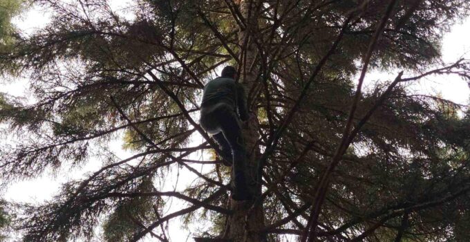 Artvin’de 40 metrelik göknar ağacının doruğuna takılan dronu bu türlü kurtardılar