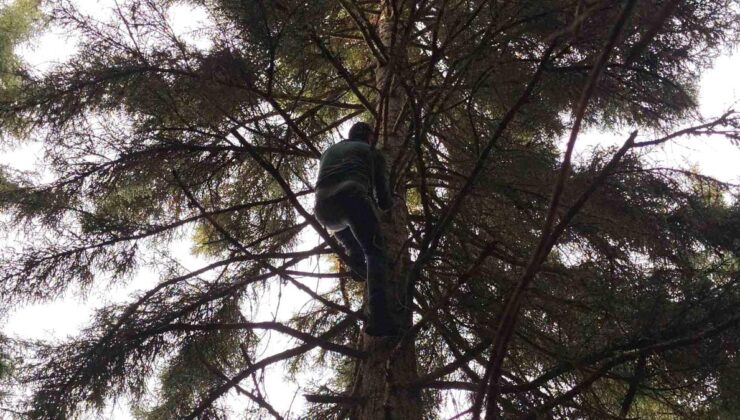 Artvin’de 40 metrelik göknar ağacının doruğuna takılan dronu bu türlü kurtardılar