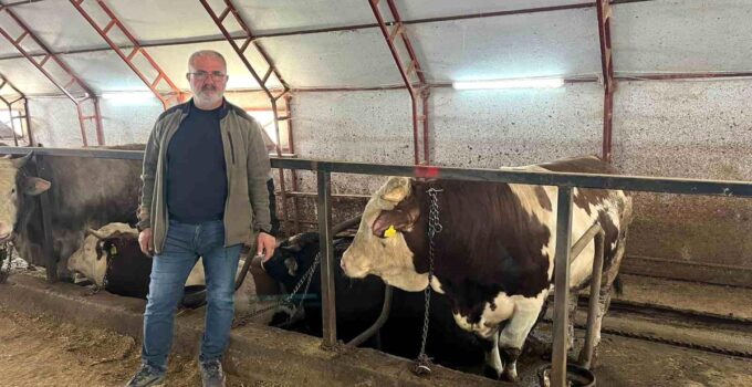 Artvin’de kurbanlıklar pazara çıkmayı bekliyor