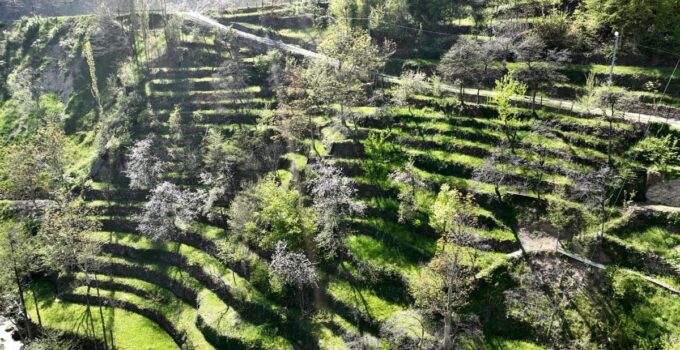 Dik yamaçta 60 yıllık emek, taş duvarlarla kurulan miras