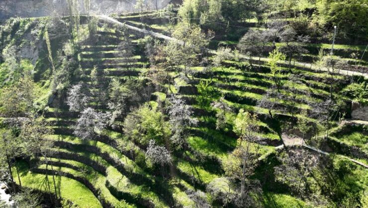 Dik yamaçta 60 yıllık emek, taş duvarlarla kurulan miras