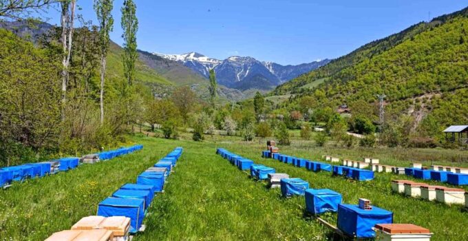 Mevsim normallerinin altında seyreden hava sıcaklığı arıcıları vurdu, uzmanlardan kritik ihtar