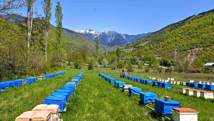 Mevsim normallerinin altında seyreden hava sıcaklığı arıcıları vurdu, uzmanlardan kritik ihtar