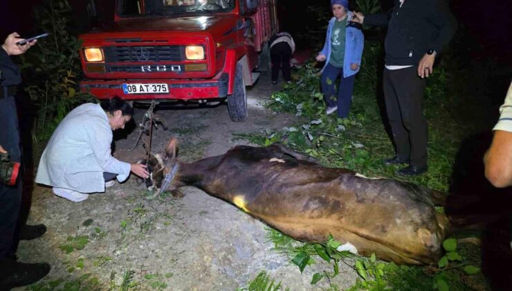 Artvin’de uçuruma yuvarlanan inek grupların uğraşıyla kurtarıldı