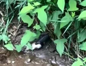 Artvin’de yılanın balık avı kamerada