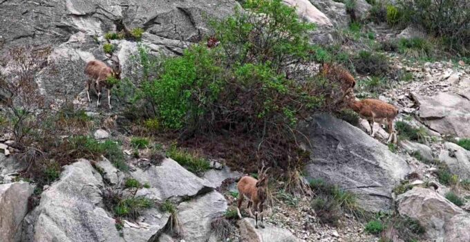 Erzurum’da dağ keçileri ana yola indi