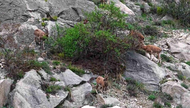 Erzurum’da dağ keçileri ana yola indi