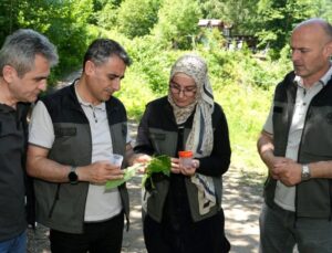 Kestane ormanlarını korumak için 5 bin samuray arısı tabiata salındı