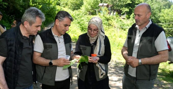 Kestane ormanlarını korumak için 5 bin samuray arısı tabiata salındı