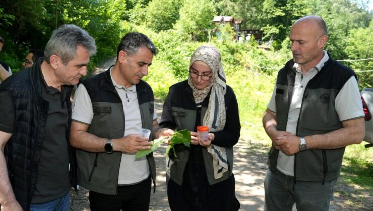 Kestane ormanlarını korumak için 5 bin samuray arısı tabiata salındı