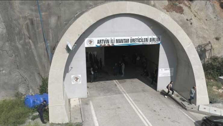 Tünelde üretilen istiridye mantarının birinci hasadı gerçekleştirildi