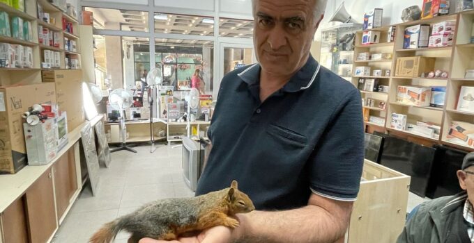 Yol kenarında bulduğu sincabı kurtarmaya çalıştı