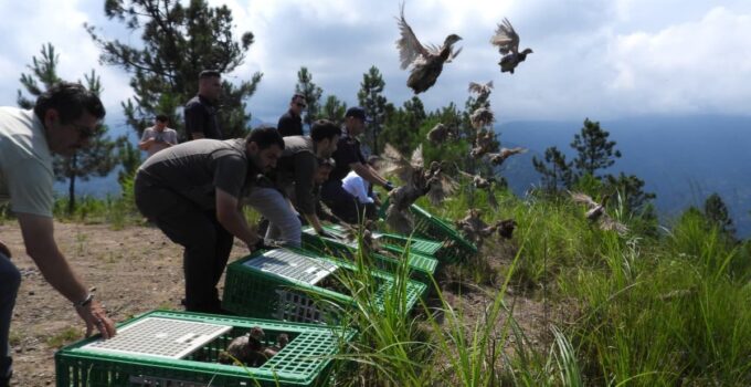 Gümüşhane’den Artvin’e 400 sülün tabiata salındı