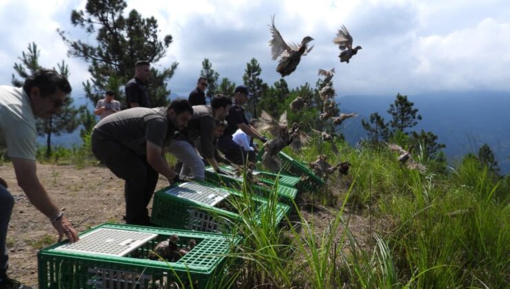 Gümüşhane’den Artvin’e 400 sülün tabiata salındı